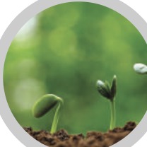 Seedlings sprouting from soil.