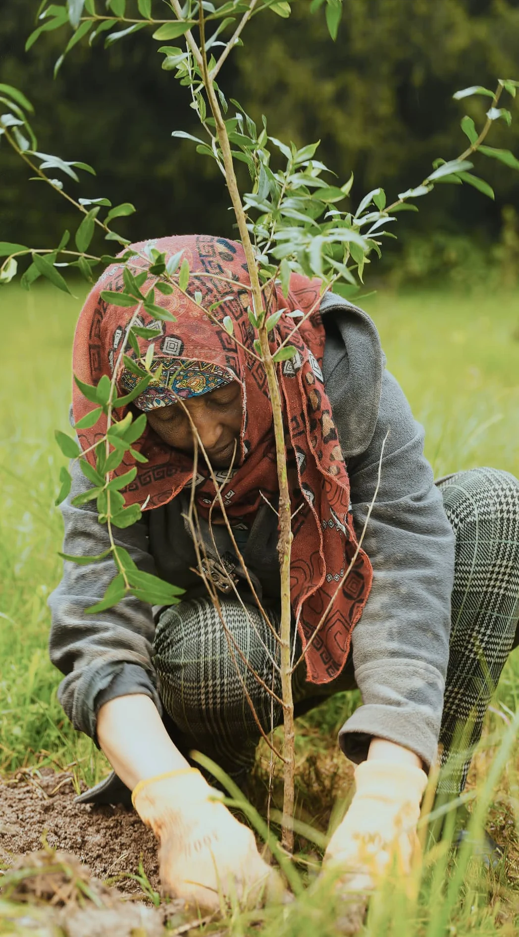 A planter presses soil around a newly planted young tree at Gullele with gloved hands.