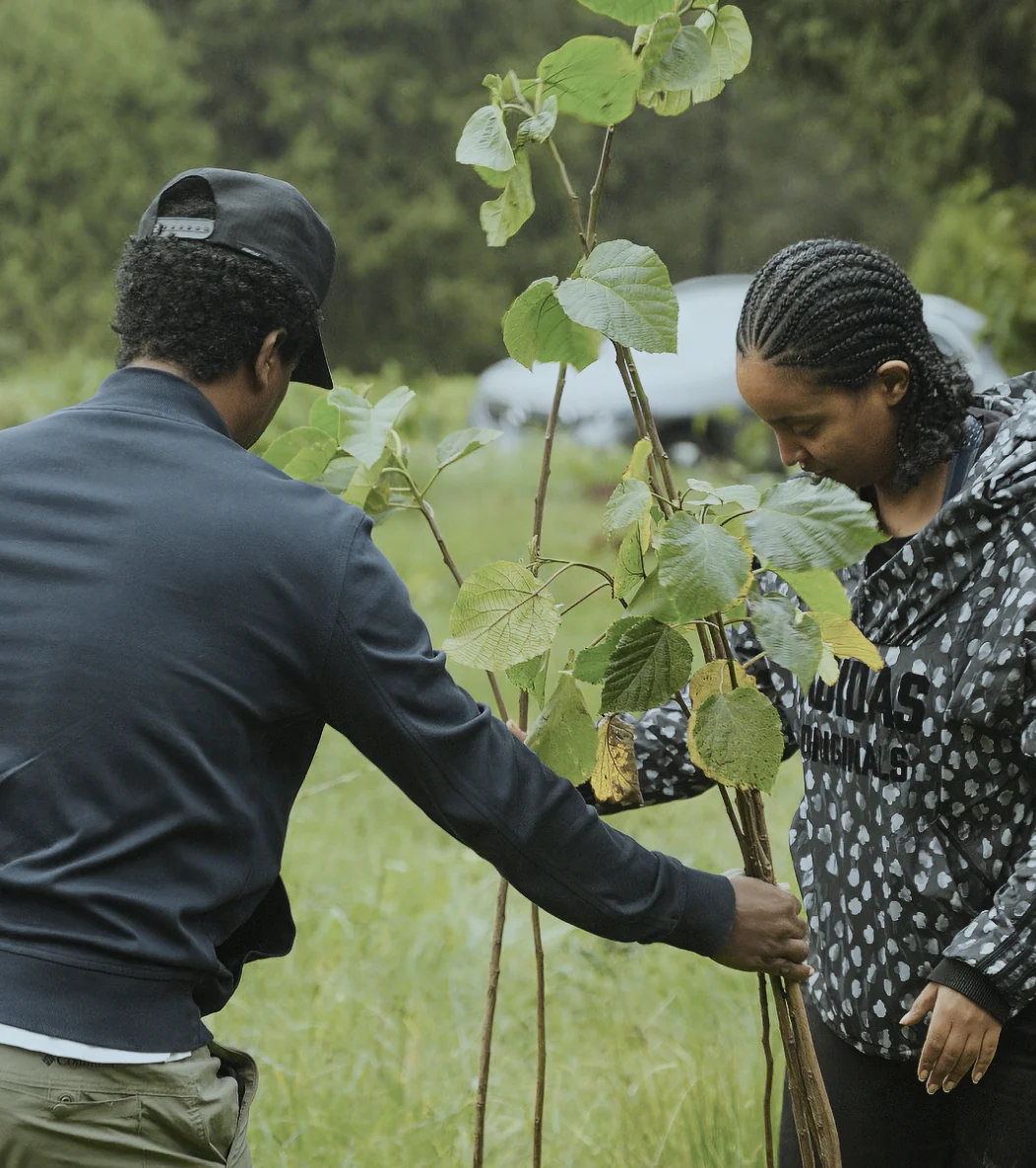 Two people steady a larger native sapling for planting at Gullele.