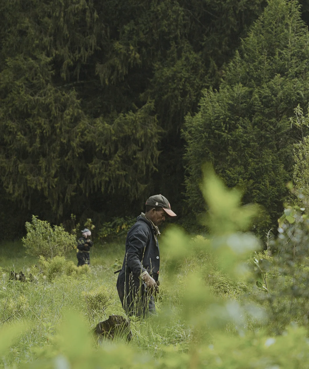 A planter walks through tall grass at Gullele Botanical Garden, surrounded by dark green trees.