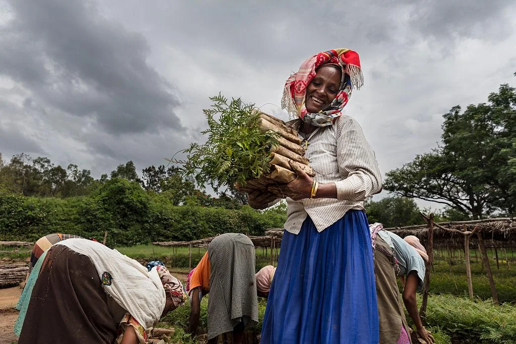 A smiling woman in a patterned headscarf carries an armful of young tree seedlings in a nursery, while other women tend to seedlings in the background.